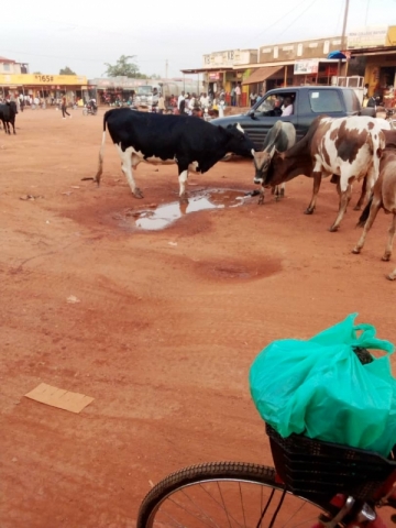 Loitering Animals in the Town